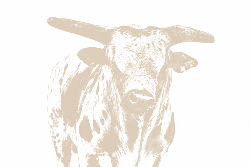 NBTR Bull Collections x Addi Drury