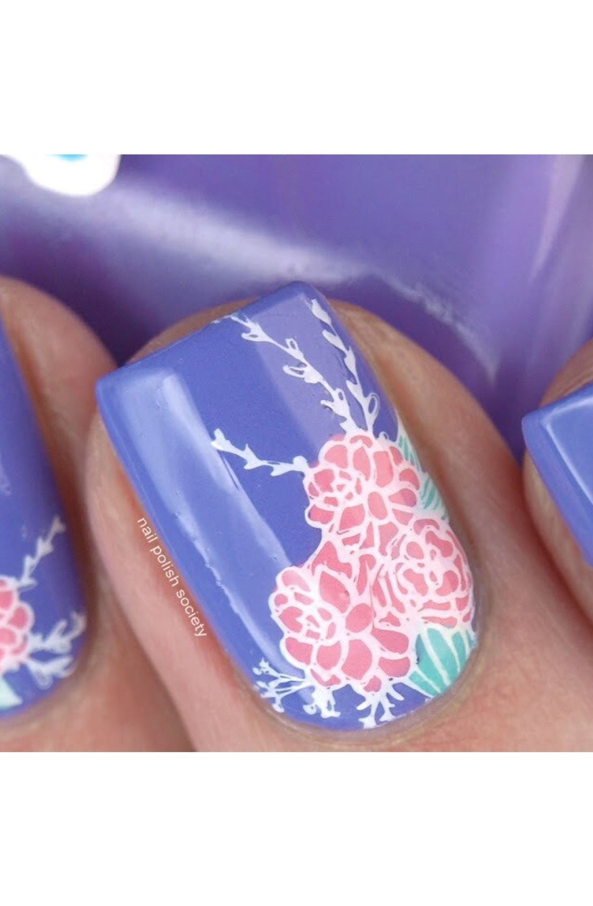 Succulents - Cordoza Nail Supply