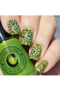 Succulents - Cordoza Nail Supply